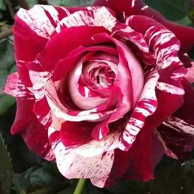 Саженцы роз ХУЛИО ИГЛЕСИАС чайно-гибридная  Саженцы роз ХУЛИО ИГЛЕСИАС чайно-гибридная в Туле