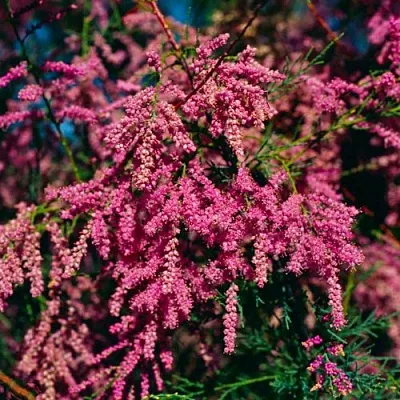 Тамарикс в Туле