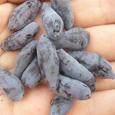 Жимолость съедобная ЧУЛЫМСКАЯ  Жимолость съедобная ЧУЛЫМСКАЯ в Туле