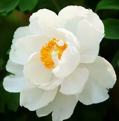 Пион ЛЕТНИЙ ДВОРЕЦ древовидный в Туле