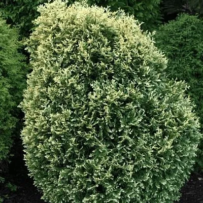 Туя ЛИТОМИШИЛ западная в Туле