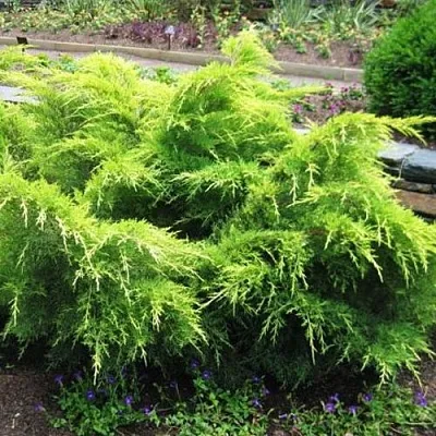 Можжевельник ГОЛД КОСТ средний  Можжевельник ГОЛД КОСТ средний в Туле