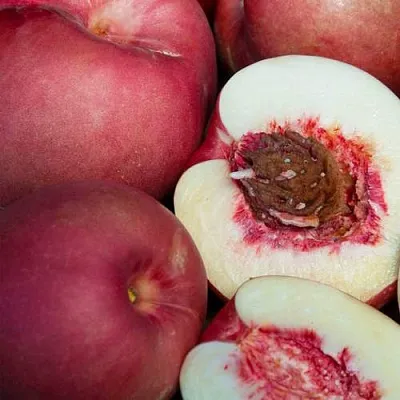 НЕКТАПЛЮМ  НЕКТАПЛЮМ в Туле