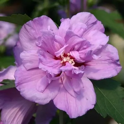 Гибискус АРДЕНС сирийский в Туле