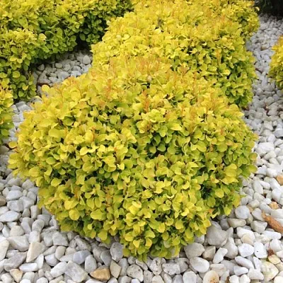 Барбарис БОНАНЗА ГОЛД тунберга в Туле