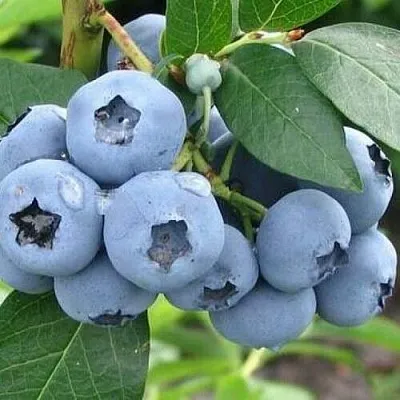 Голубика БЛЮЭТТА в Туле