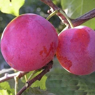 Слива ДЕЛИКАТНАЯ  Слива ДЕЛИКАТНАЯ в Туле