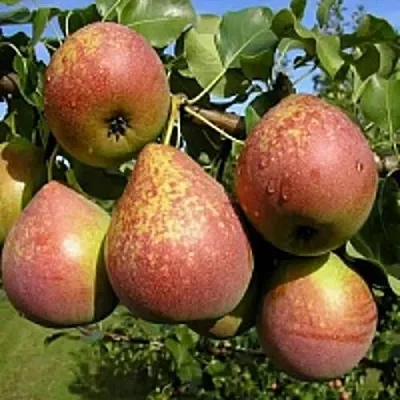 Груша МРАМОРНАЯ в Туле