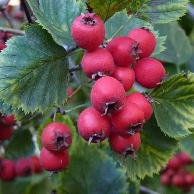 Боярышник АРНОЛЬДА  Боярышник АРНОЛЬДА в Туле