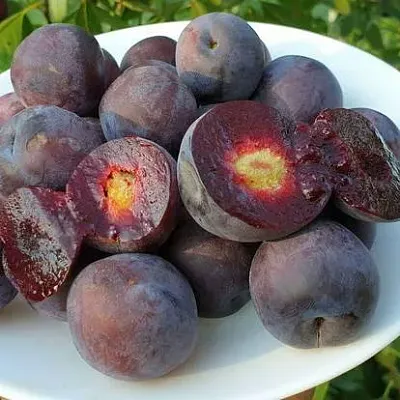 Сливово-вишневый гибрид МЕЙНОР в Туле