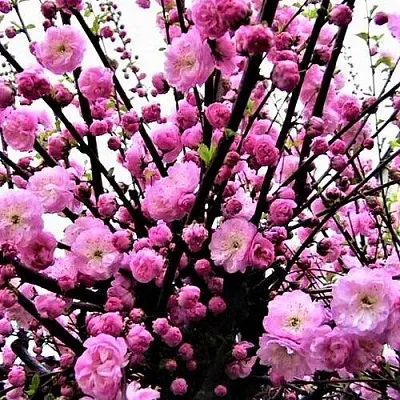 Миндаль в Туле