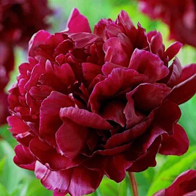 Пион АРМАНИ травянистый  Пион АРМАНИ травянистый в Туле