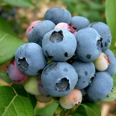 Голубика КОЛЛИНЗ в Туле