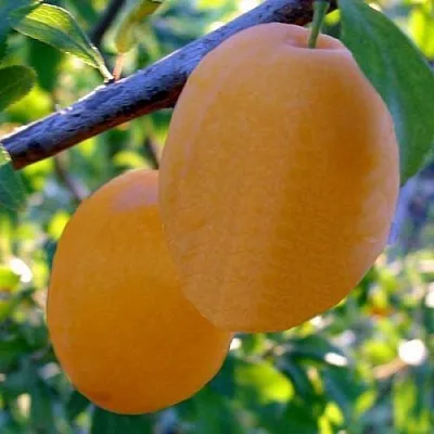 Слива НАТАША в Туле