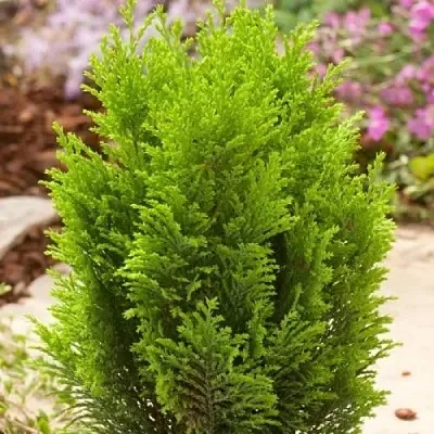 Кипарисовик ЭЛВУДИ ГОЛД лавсона  Кипарисовик ЭЛВУДИ ГОЛД лавсона в Туле