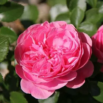 Саженцы роз ЛЕОНАРДО ДА ВИНЧИ флорибунда  Саженцы роз ЛЕОНАРДО ДА ВИНЧИ флорибунда в Туле