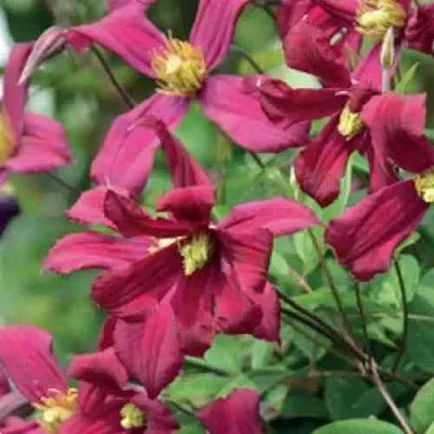 Клематис СТРОУБЕРРИ ФИЛДС  Клематис СТРОУБЕРРИ ФИЛДС в Туле