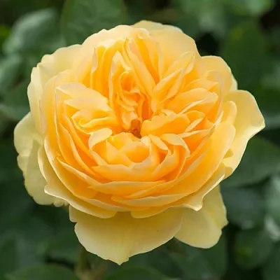 Саженцы роз ГРЕХАМ ТОМАС английская  Саженцы роз ГРЕХАМ ТОМАС английская в Туле