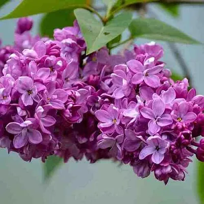 Сирень  в Туле