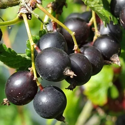 Йошта ДЖОСТАБЕРРИ в Туле