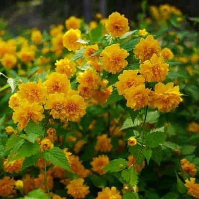 Керрия японская ПЛЕНИФЛОРА  Керрия японская ПЛЕНИФЛОРА в Туле