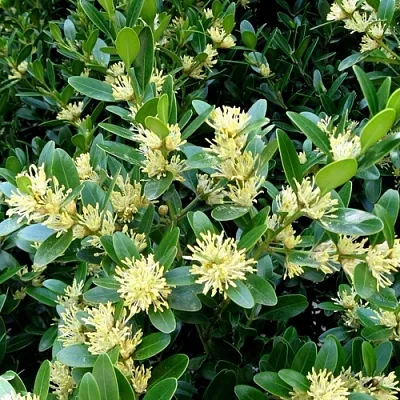 Самшит в Туле