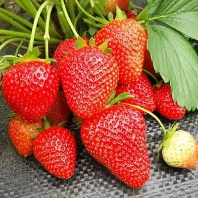 Клубника ВИМА РИНА ремонтантная в Туле