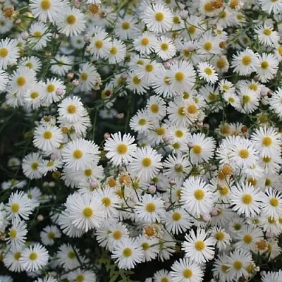 Болтония СНОУБЭНК  Болтония СНОУБЭНК в Туле