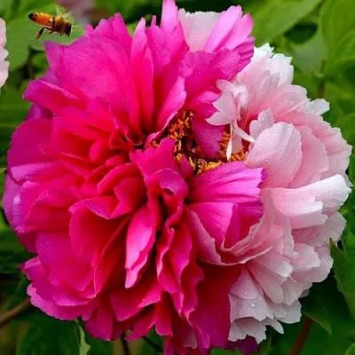 Пион ДВЕ СЕСТРЫ древовидный в Туле