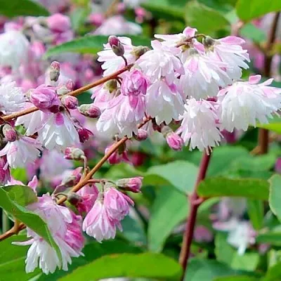 Дейция в Туле