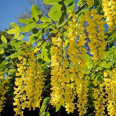 Бобовник в Туле