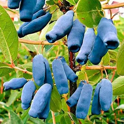 Жимолость съедобная НИМФА (ГАММА)  Жимолость съедобная НИМФА (ГАММА) в Туле