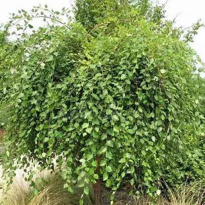 Береза САММЕР КАСКАД черная  Береза САММЕР КАСКАД черная в Туле