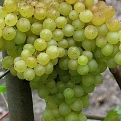 Виноград КИШМИШ 342  Виноград КИШМИШ 342 в Туле