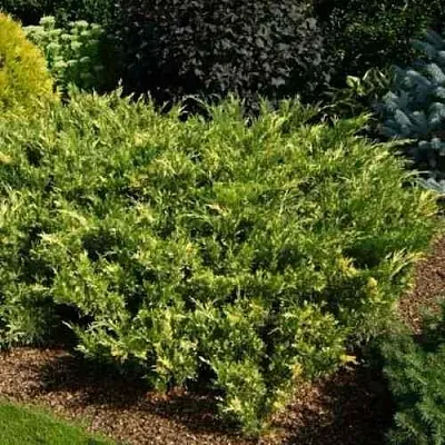 Можжевельник ВАРИЕГАТА казацкий  Можжевельник ВАРИЕГАТА казацкий в Туле