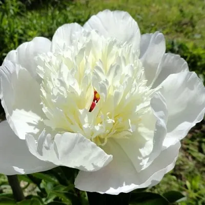 Пион ИММАКУЛИ травянистый  Пион ИММАКУЛИ травянистый в Туле