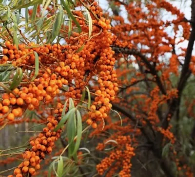 Облепиха СЕРАФИМА в Туле
