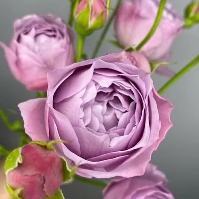 Саженцы роз ЛАВЕНДЕР БАБЛС спрей  Саженцы роз ЛАВЕНДЕР БАБЛС спрей в Туле