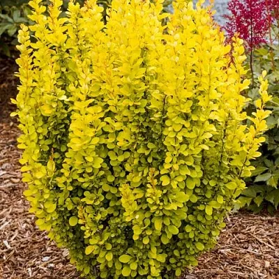 Барбарис ГОЛДЕН ТОРЧ тунберга в Туле