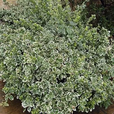 Бересклет ЭМЕРАЛЬД ГАИТИ форчуна в Туле