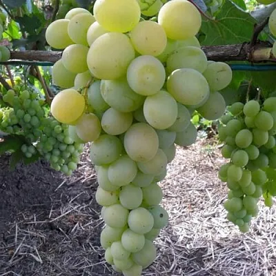 Виноград ФРУМОАСА АЛБЭ в Туле