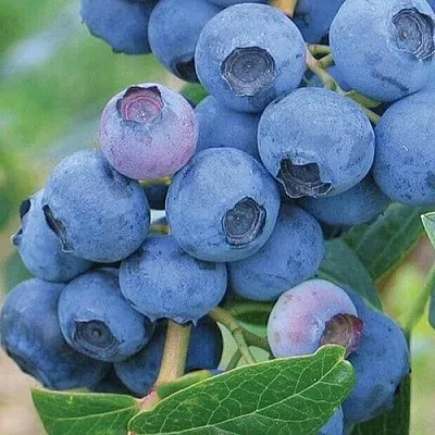 Голубика ЭРЛИБЛЮ в Туле