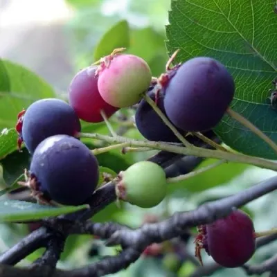 Ирга СМОУКИ — описание сорта Ирга СМОУКИ в Туле