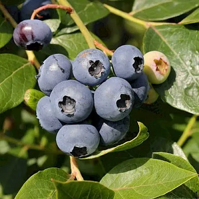 Голубика ШАНТЕКЛЕР в Туле