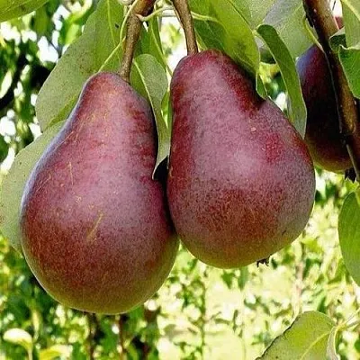 Груша с красной мякотью КРАСНАЯ ИЗ СААРЕМА в Туле