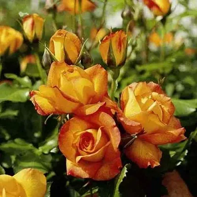 Саженцы роз САХАРА плетистая  Саженцы роз САХАРА плетистая в Туле