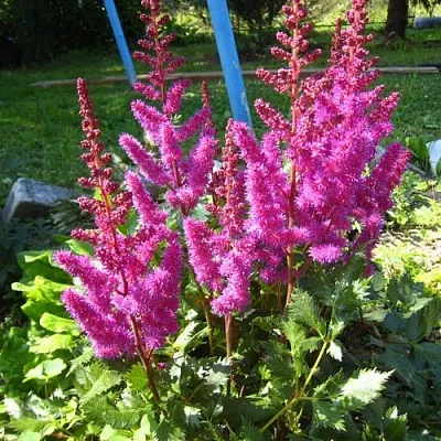 Астильба ЭЛИЗАБЕТ ВАН ВИН японская  Астильба ЭЛИЗАБЕТ ВАН ВИН японская в Туле