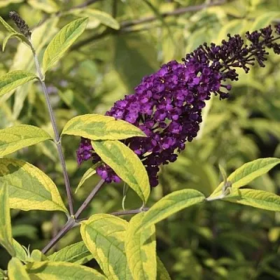 Буддлея давида САНТАНА   Буддлея давида САНТАНА  в Туле