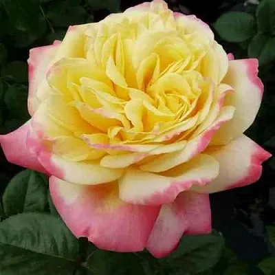 Саженцы роз КОРДЕС ДЖУБИЛИ чайно-гибридная  Саженцы роз КОРДЕС ДЖУБИЛИ чайно-гибридная в Туле