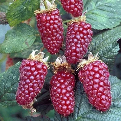 Ежемалина ТАЙБЕРРИ  Ежемалина ТАЙБЕРРИ в Туле